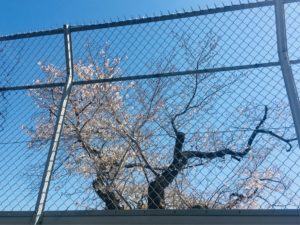 高輪皇族邸周辺写真⑥桜